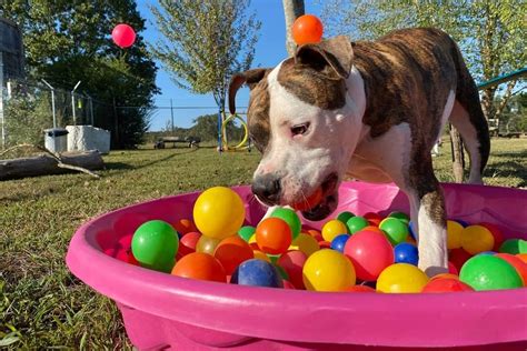 7 Best Dog Ball Pits for Parties and Playtime - Great Pet Living