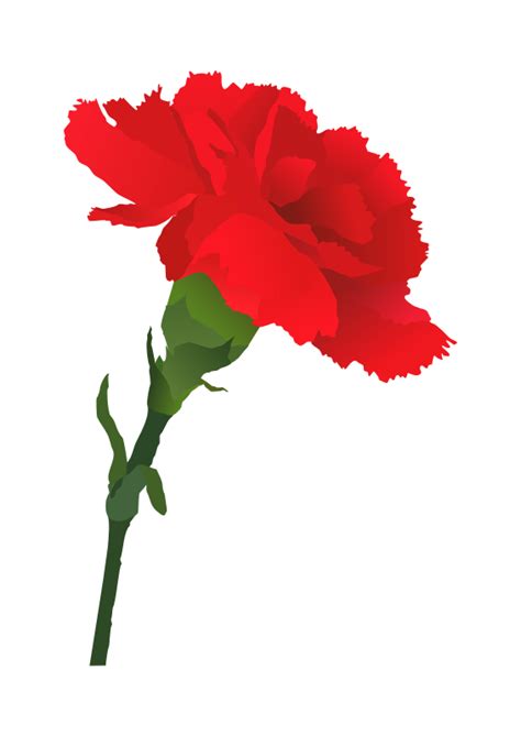carnation clipart png - Clip Art Library