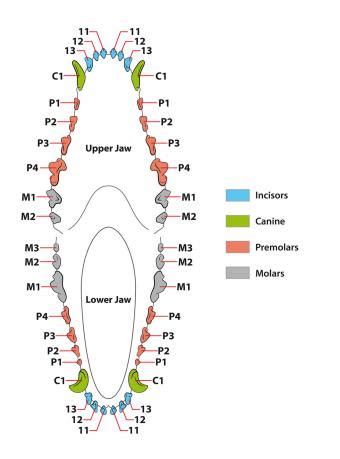 Your Comprehensive Guide to Dog Teeth (With a Diagram) | LoveToKnow Pets