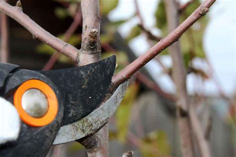 Pruning Apple Trees: The Home Grower's Complete Guide - Minneopa Orchards