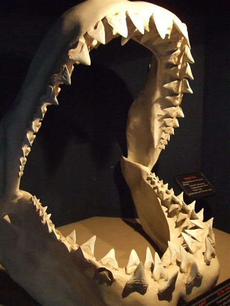 Megalodon Jaw | Flickr - Photo Sharing!