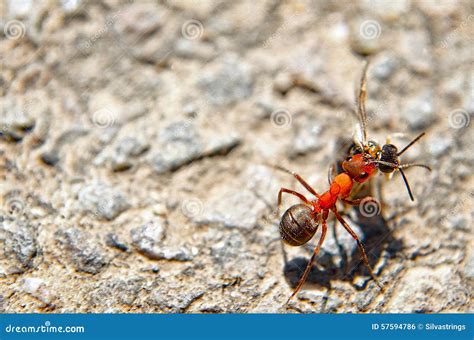 Ant Carrying Dead Insect Stock Photo - Image: 57594786