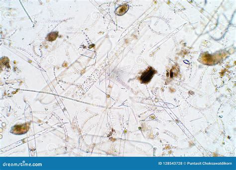 Marine Aquatic Plankton Under Microscope View Stock Photo - Image of ...