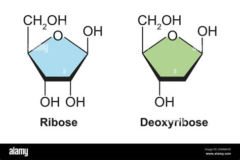 Ribose and deoxyribose sugar molecules, illustration Stock Photo - Alamy