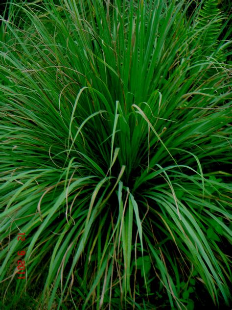 Cymbopogon citratus (DC.) Stapf | Flickr - Photo Sharing!