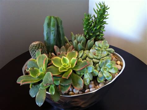 design dump: diy succulent arrangement