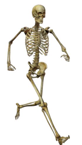 Skeleton PNG