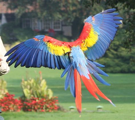 Bird Directory: Scarlet Macaw Parrot Picture