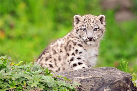 The cute Kailash | A new picture of the cutest snow leopard … | Flickr