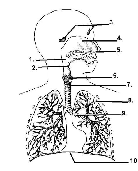 Respiratory System Unlabeled Diagram