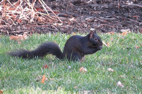 NorthernWings: Black Squirrels