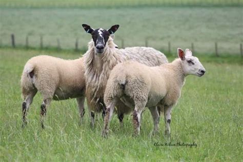The Mule | Bluefaced Leicester Sheep Breeders' Association