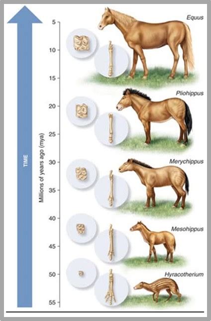 Describe What Fossils Reveal About the Evolution of the Horse - Braydon ...