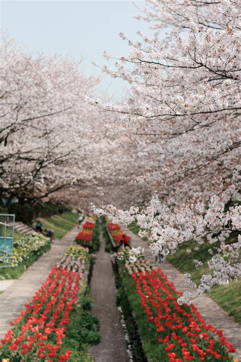 Cherry Blossom Yokohama 06 - City and See Travel Blog