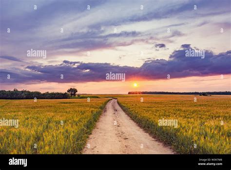 Field with rye and road at sunset time Stock Photo - Alamy