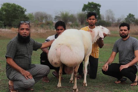 153 KG Fat Tailed Sheep | Goats, Goat farming, Sheep