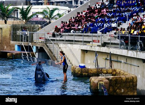 ushaka marine world dolphin show, durban, south africa Stock Photo - Alamy