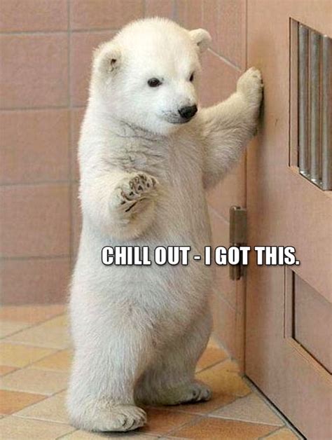 Animal Memes - KidzTalk