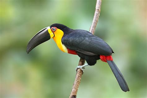 The Channel-Billed Toucan