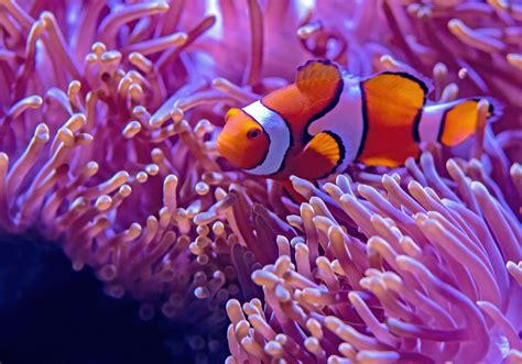 Most Beautiful Reef Safe Fish & Invertebrates - AquaticStories