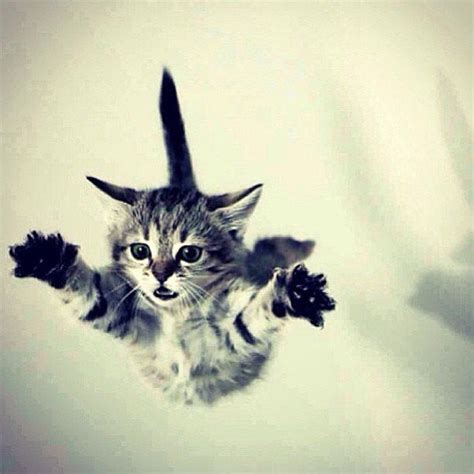 I believe I can fly! … | Kittens cutest, Animals, Cats