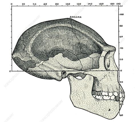 Homo erectus skull - Stock Image - E438/0133 - Science Photo Library