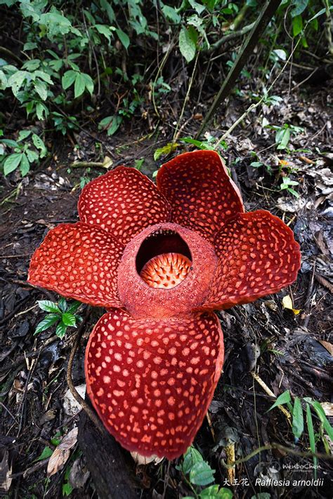 We know the world's largest flower is a parasite, we also know what the ...