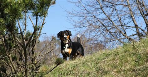 Entlebucher Mountain Dog | Breed Info, Guide & Care