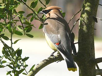 Bird migration - Wikipedia