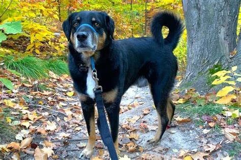 Rottweiler Hound Mix: Breed Info, Pictures, Facts & More