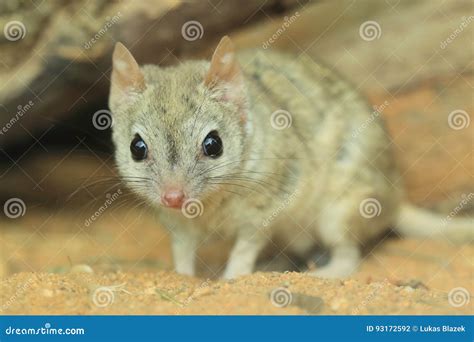 Brush-tailed marsupial rat stock photo. Image of animal - 93172592