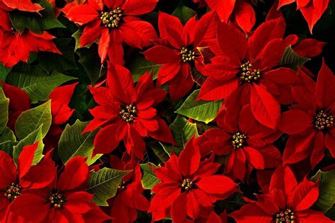 Christmas Poinsettia Wallpapers - Wallpaper Cave