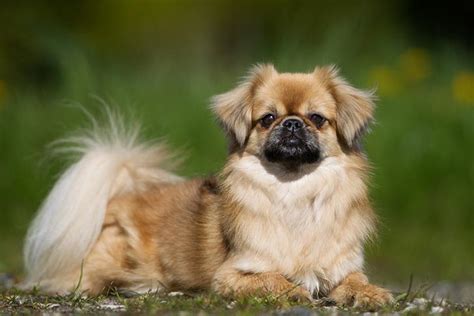 Tibetan Spaniel Dog Breed Information