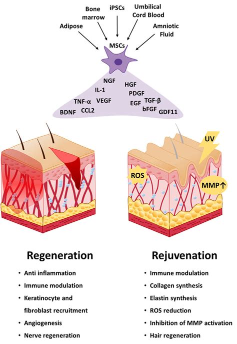 MSCs healing mechanism in skin regeneration and rejuvenation. | Download Scientific Diagram