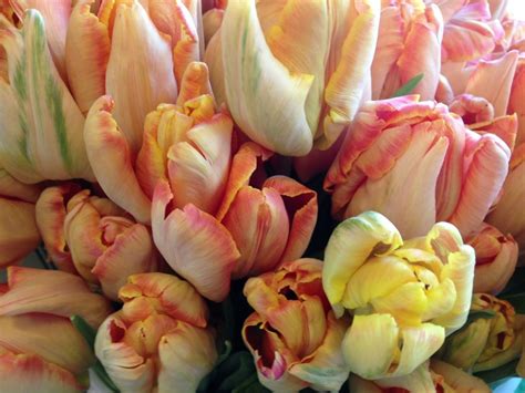 Orange Parrot Tulips - Ted Kennedy Watson