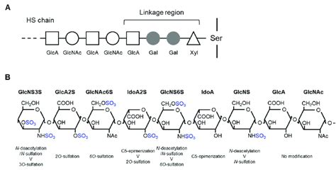 Schematic representation of heparan sulfate (HS) biosynthesis and... | Download Scientific Diagram