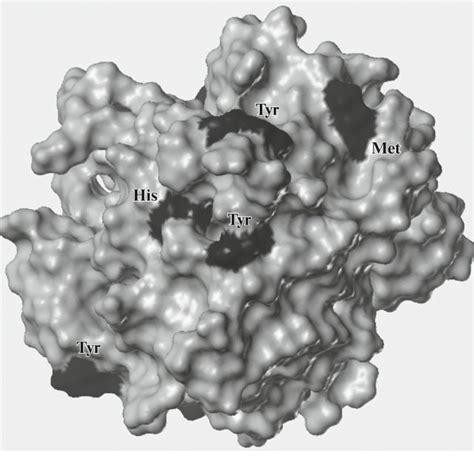 Three-dimensional structure of the thrombin molecule with marked ...