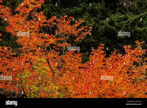 Autumn, Lava Island Falls Trail, Deschutes River, Deschutes National Forest, Oregon, USA Stock ...