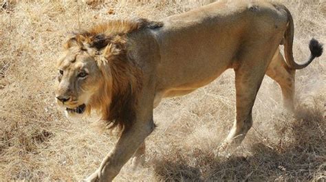 Australian Scientists Find Remains of Extinct Lion Species