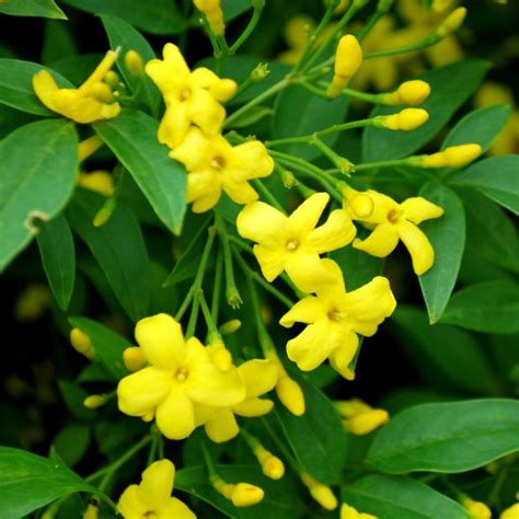 Buy Jui, chameli, juhi yellow Flower plant online at plantsguru.com