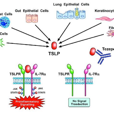 | Thymic stromal lymphopoietin (TSLP) produced mainly by gut and... | Download Scientific Diagram