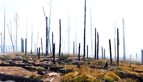 Climate change may spark more Pacific Northwest wildfires - Futurity