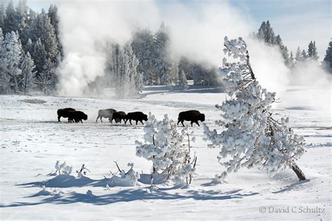 Winter in Yellowstone