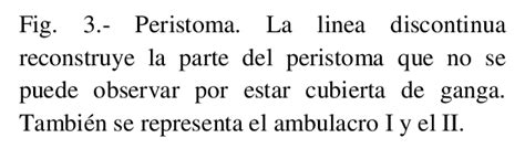 -Peristome. The dashed line reconstructs the part of the peristome that ...