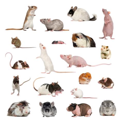 4,800+ Chinchilla Rodent Stock Photos, Pictures & Royalty-Free Images ...