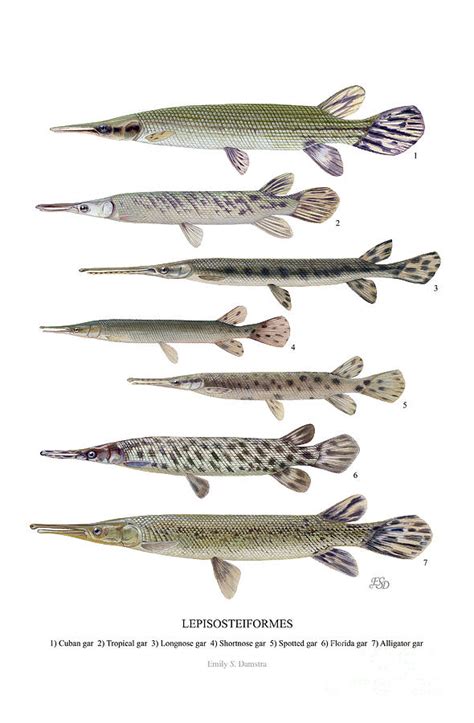 Types of Gar - Mind Blowing Gars of the Water - SeaFish