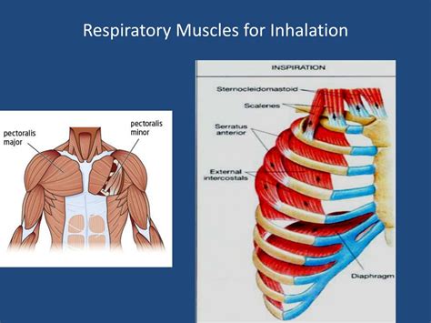 PPT - Respiration: from Physiology to Phonetics PowerPoint Presentation ...