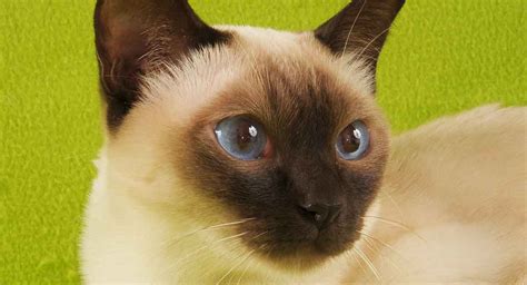 Tonkinese Cat - A Complete Guide To This Unusual Breed