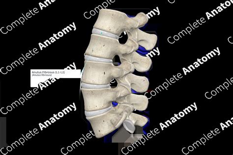 Anulus Fibrosus (L1-L2) | Complete Anatomy