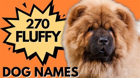 270 FLUFFY Dog Names You'll Be Smitten Over - Fun Names for Your Fluffy ...